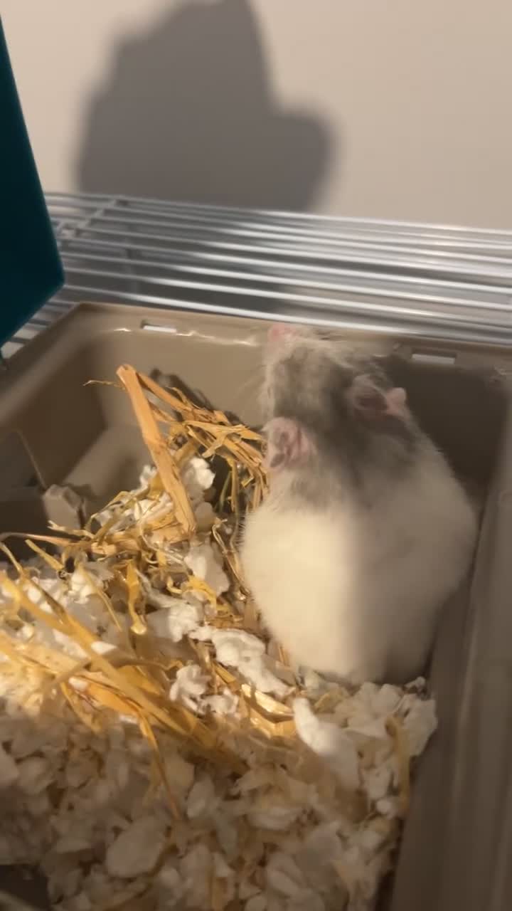 Hamster rodents for sale: Syrian Hamster for sale  in Burnley - Video 3