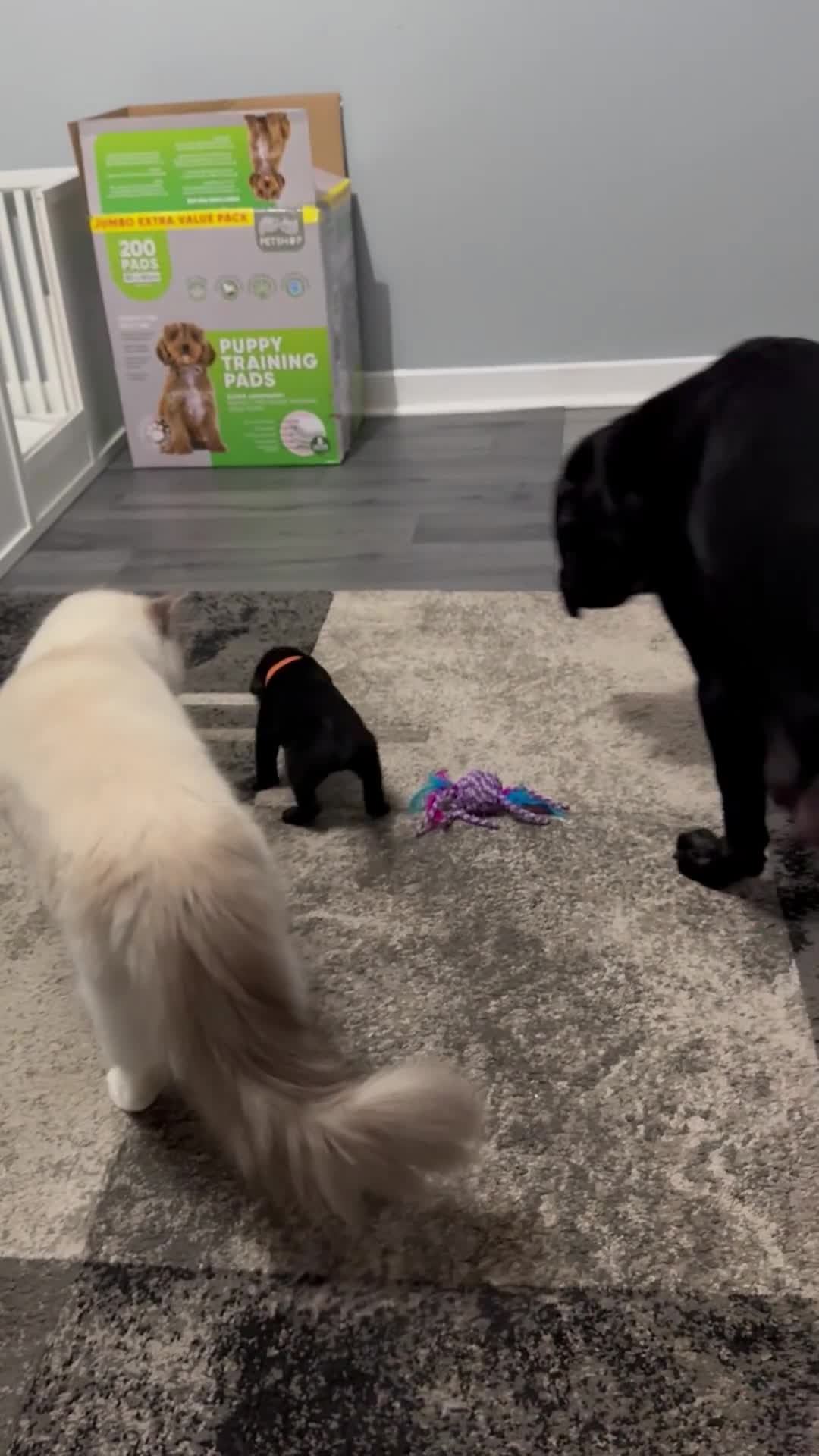 Labrador Retriever dogs for sale: Labrador puppies  - Video 3