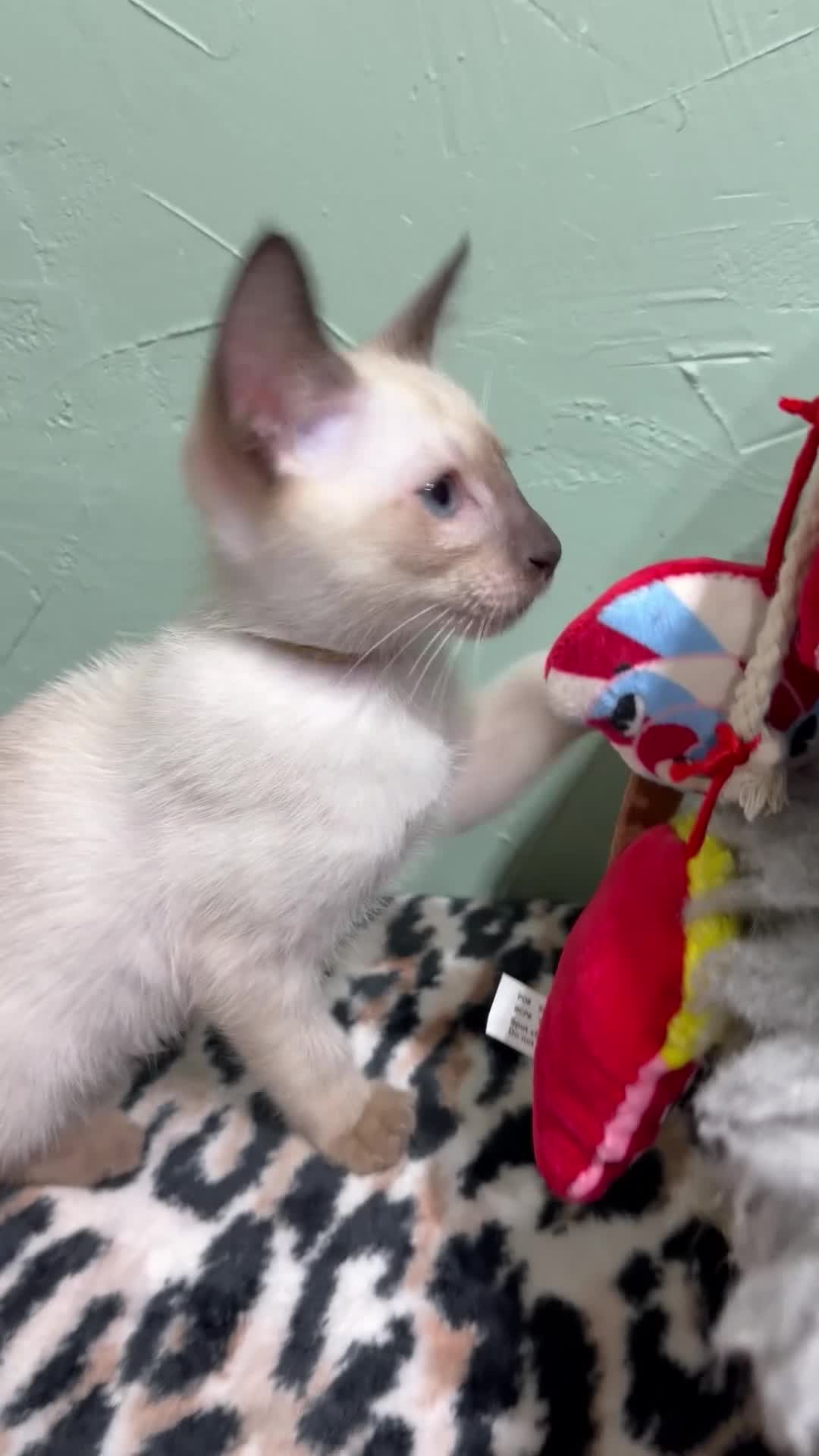 Siamese cats for sale: The Traditional Siamese Team🥰😻 - Video 2