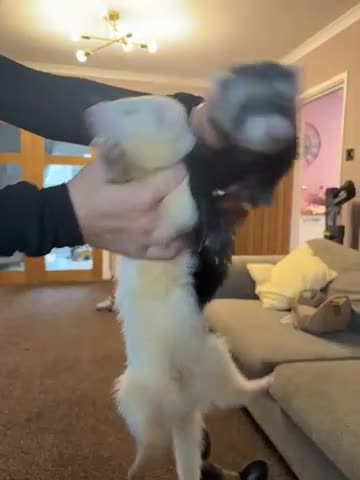 Ferret rodents for sale: 2 ferrets one boy one girl  - Video 1