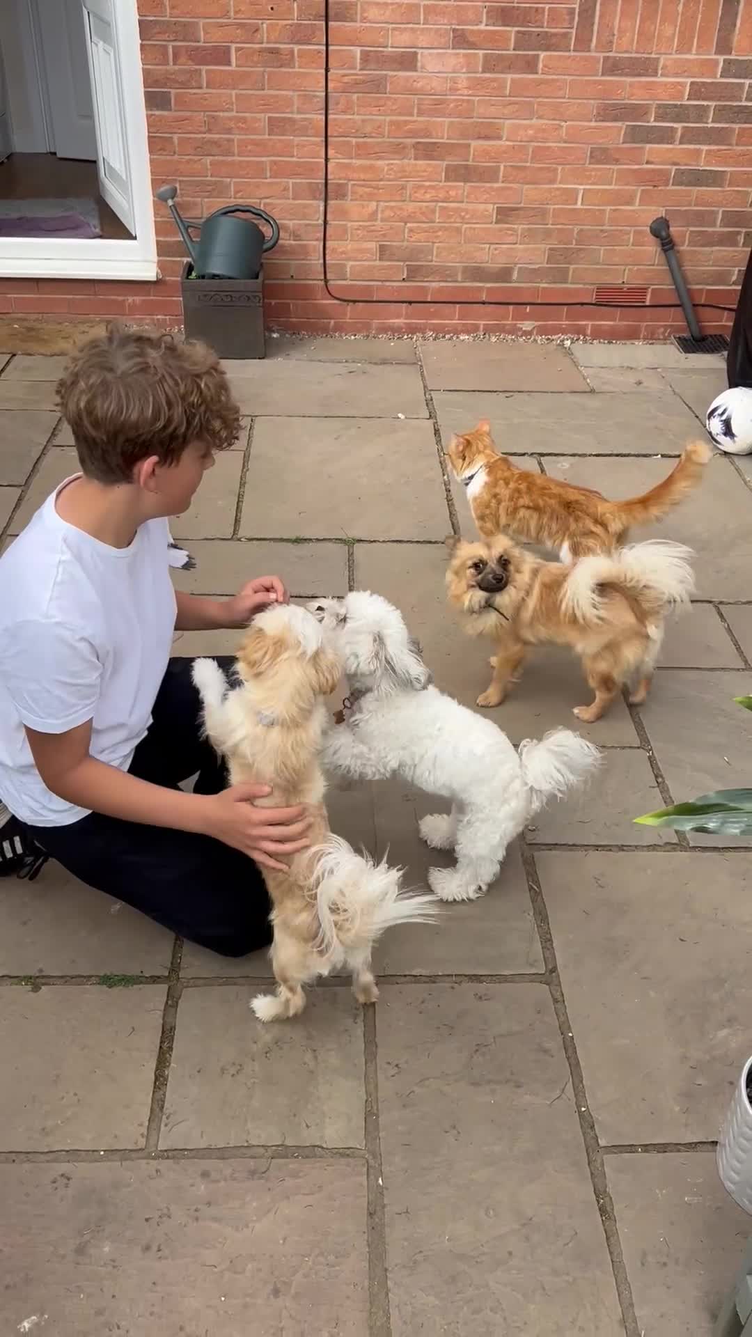 Mixed Breed dogs for sale: 2 year old Bichon Frise / Pomeranian sisters  - Video 1