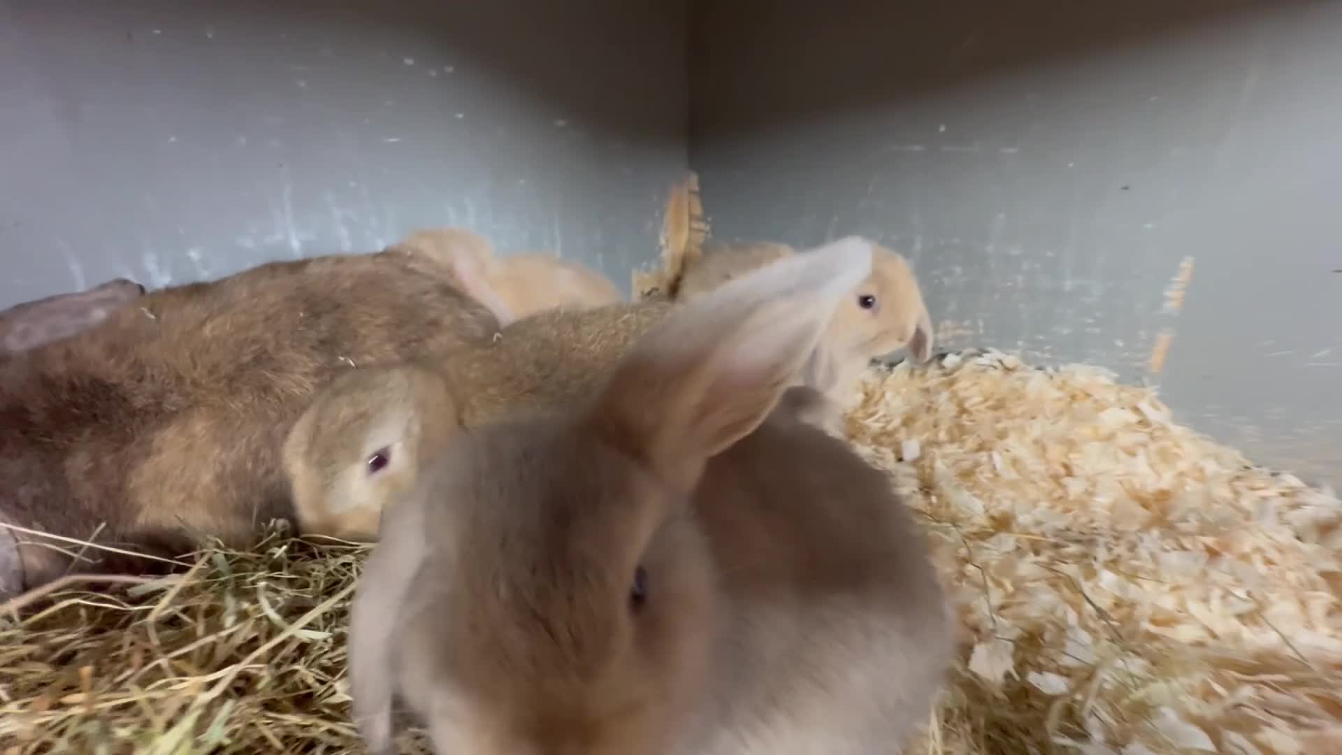 Mini Lop rabbits for sale: Mini lop litter in Newcastle upon Tyne - Video 1