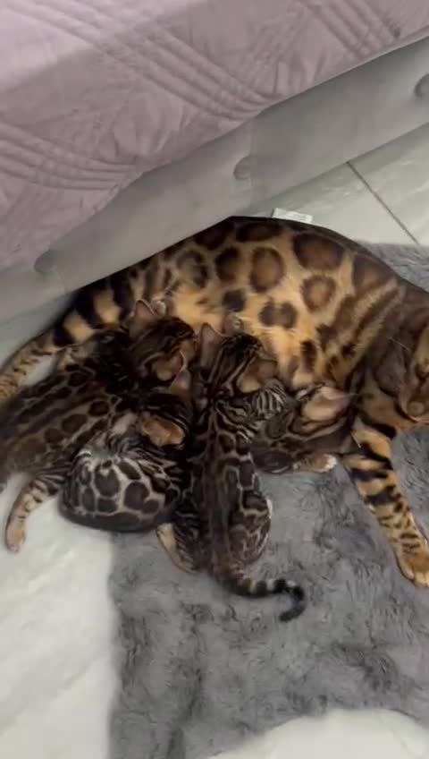 Bengal cats for sale: 💕 Adorable Rosetted bengal Kittens 💕 - Video 1