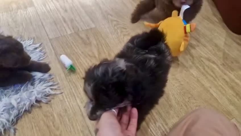 Pomapoo dogs for sale: Lovely tiny Pomapoo’s available  - Video 1