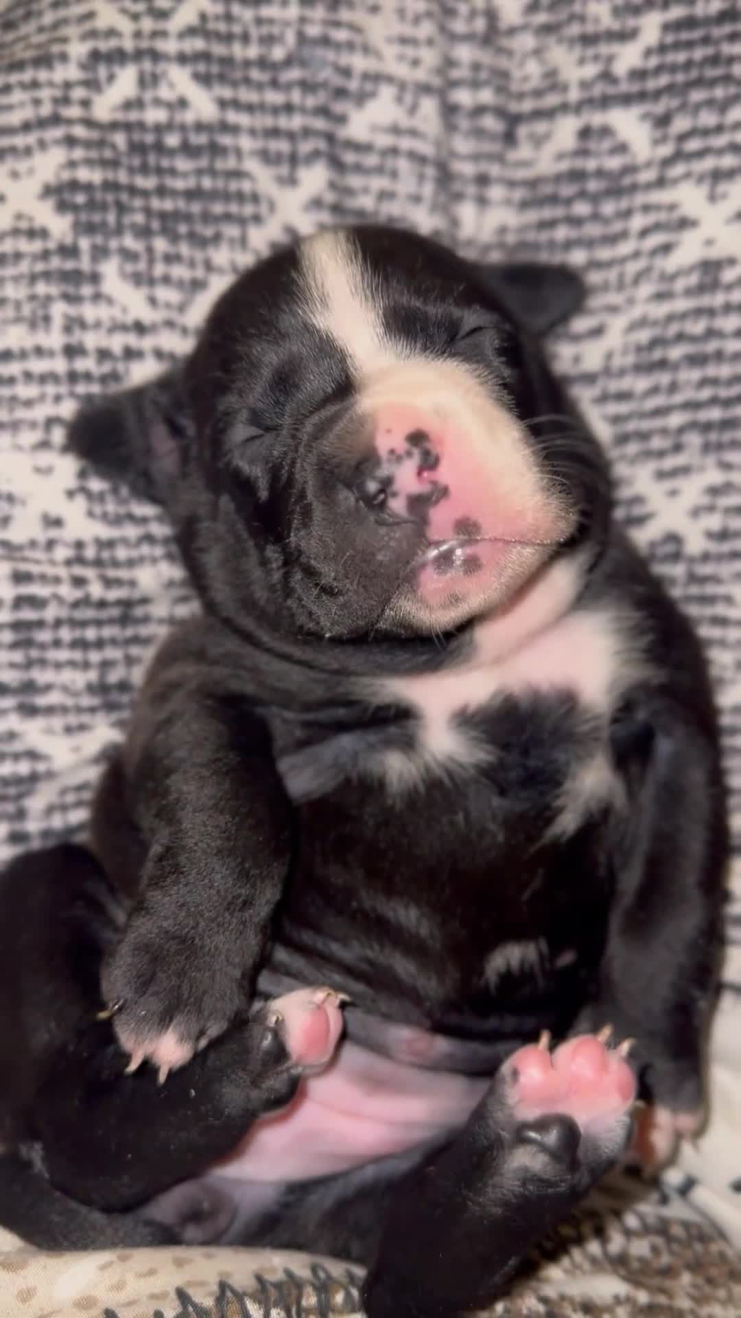 Staffordshire Bull Terrier dogs for sale: Gorgeous staffy puppies  - Video 4