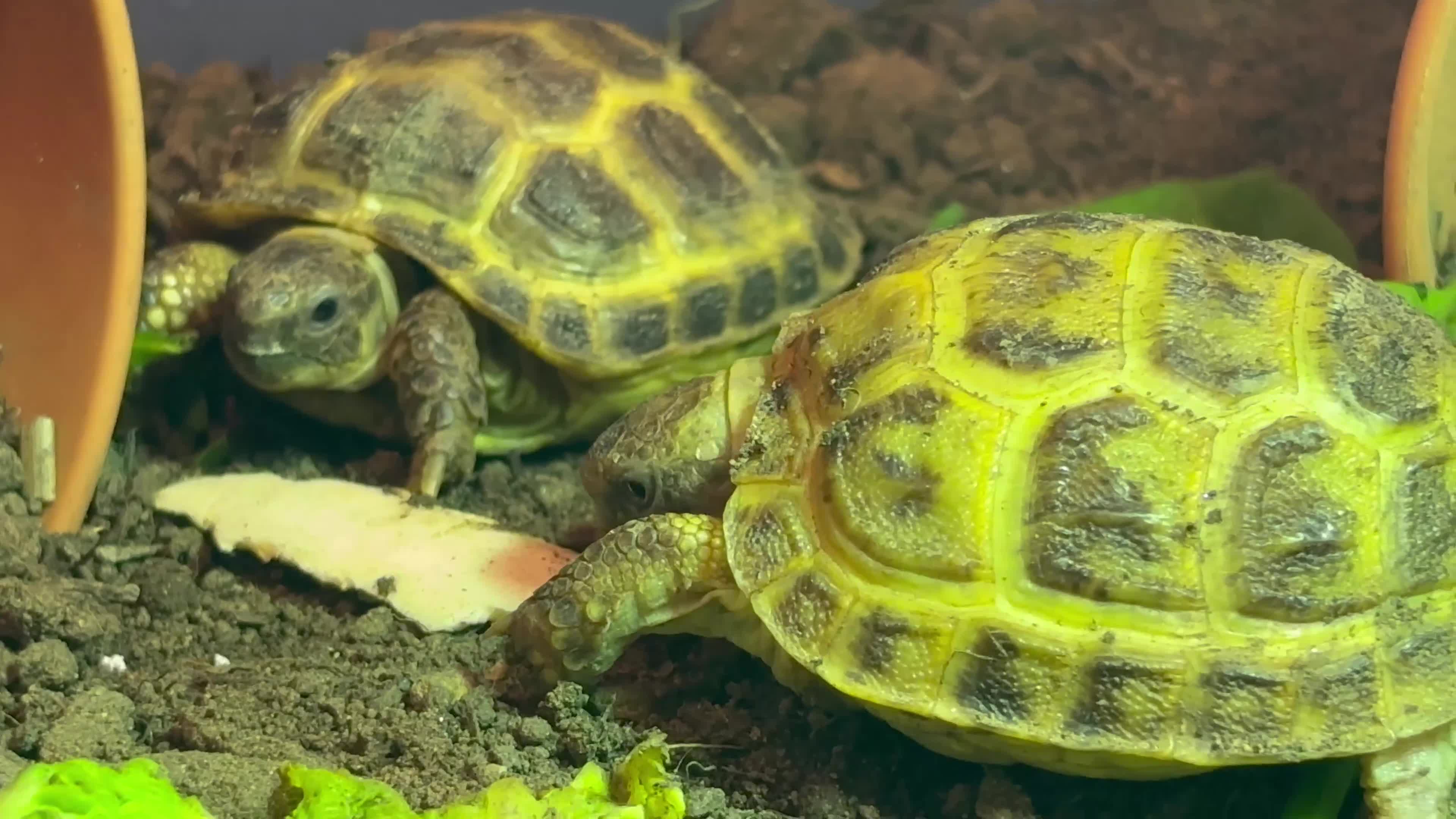 Tortoise reptiles for sale: Beautiful Baby Tortoises & Full Set Ups - Video 1