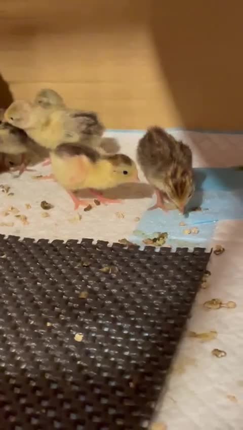 Quail poultry for sale: Chinese painted quails - Video 2
