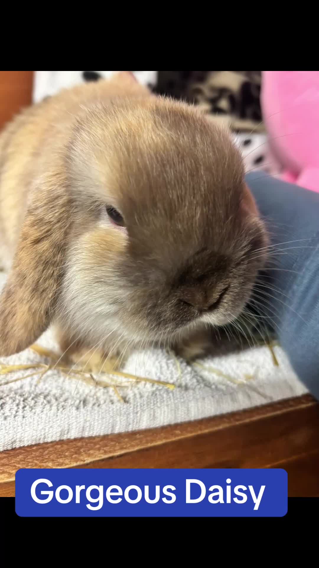Mini Lop rabbits for sale: Mini lop choc Harli doe  - Video 1
