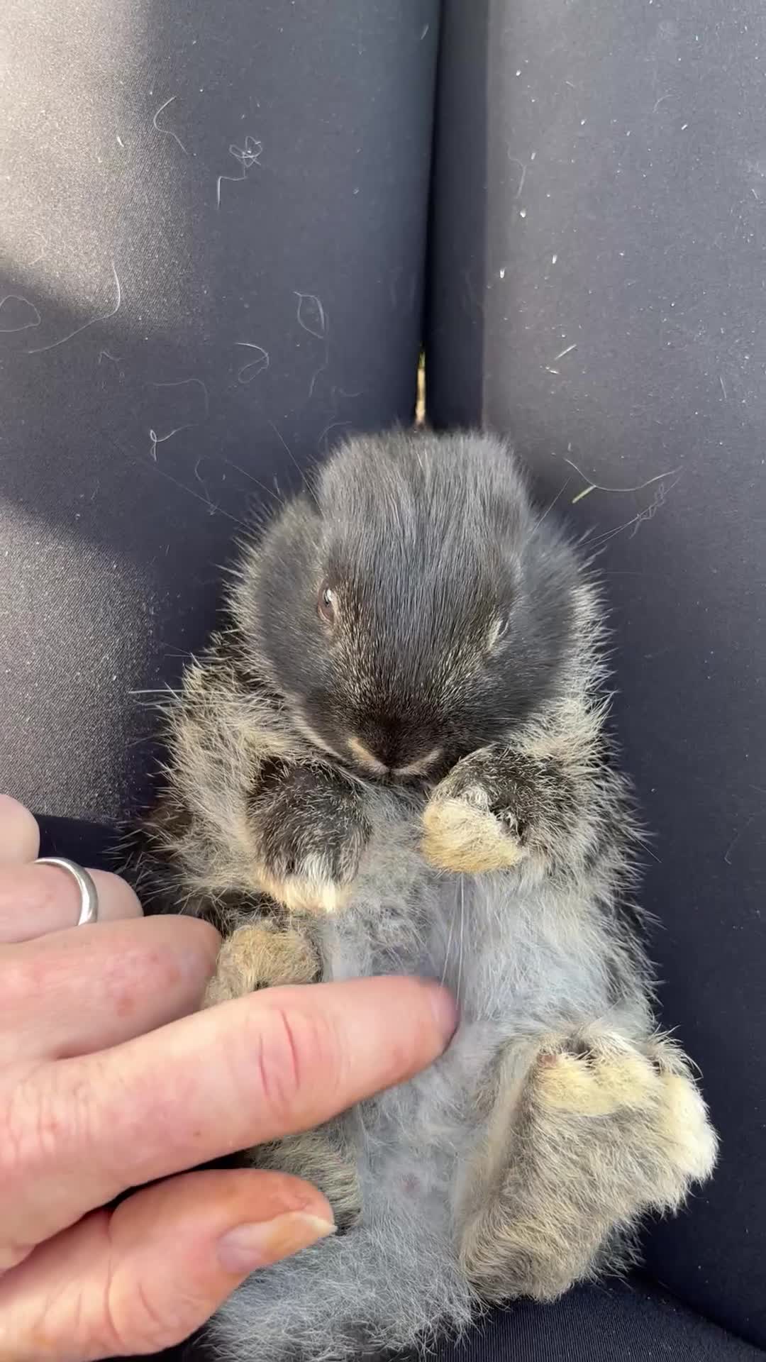 Silver Fox rabbits for sale: Silver fox x mini lop  in Eye - Video 1