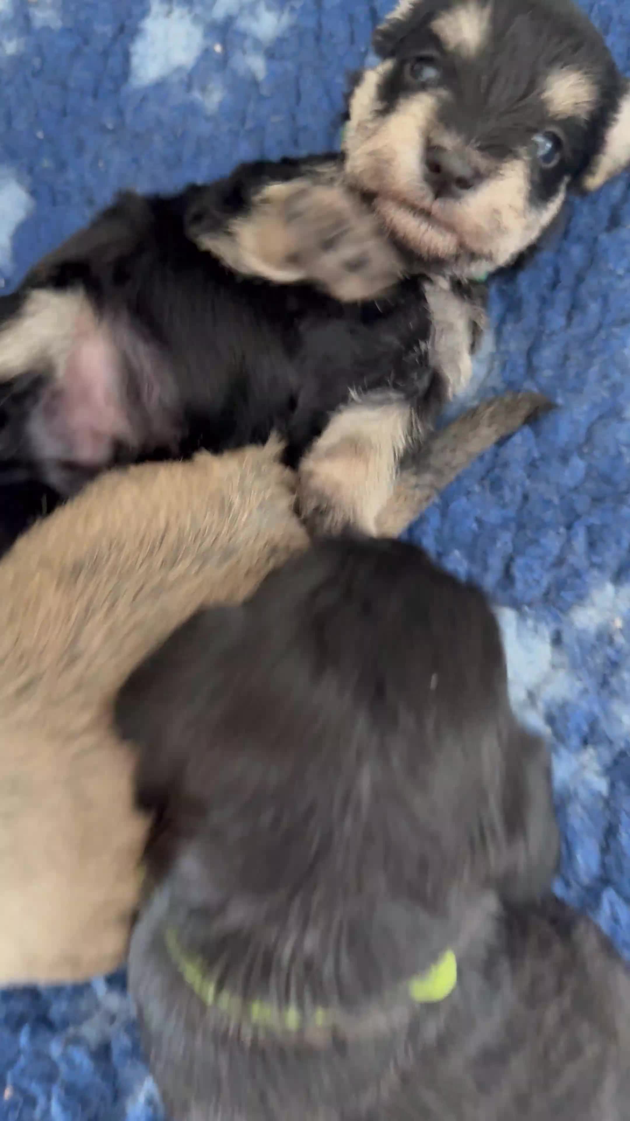 Miniature Schnauzer dogs for sale: Beautiful litter of Miniature Shnauzers  - Video 1