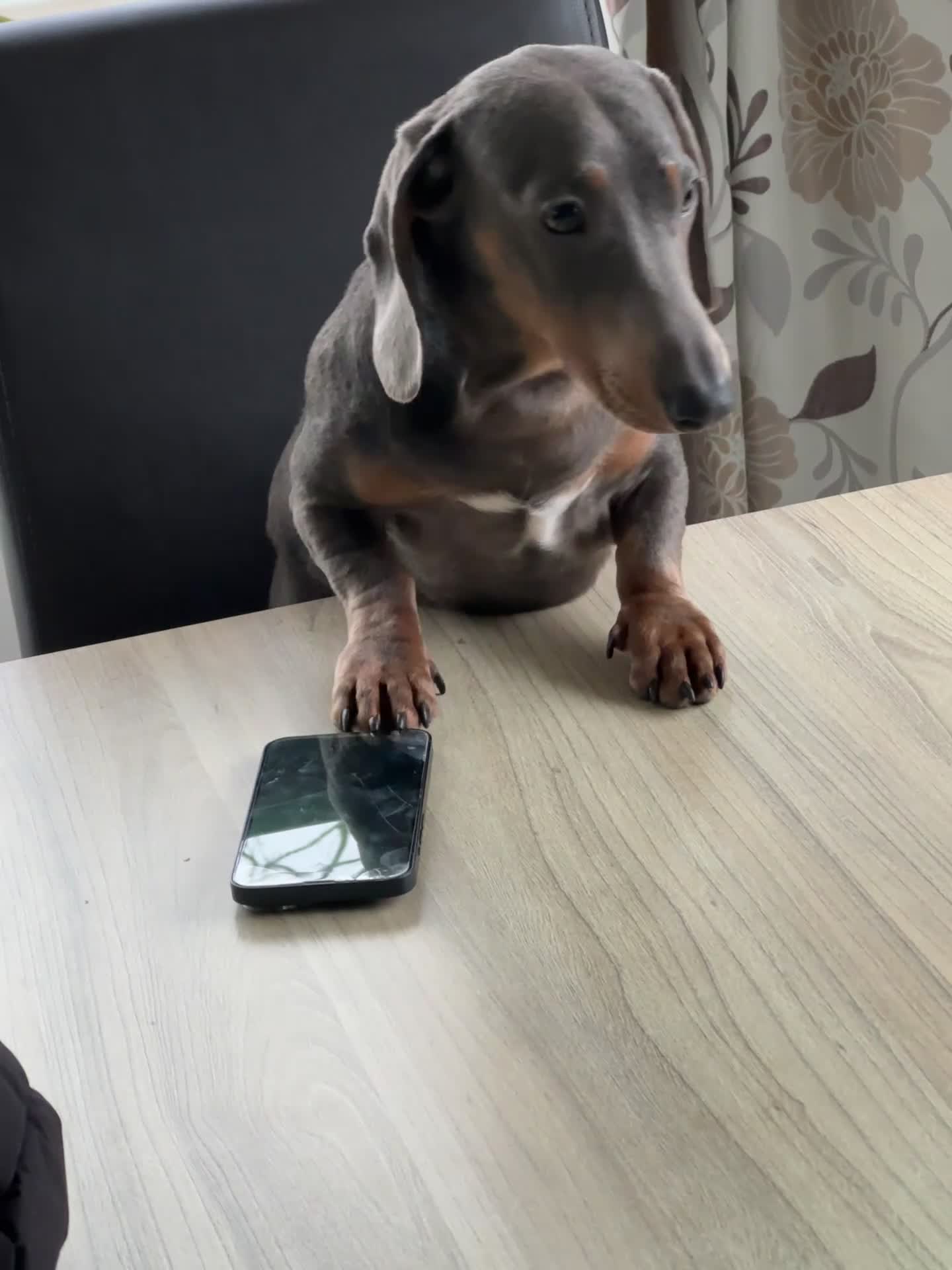 Miniature Dachshund dogs for sale: Male and female miniature dachshunds  - Video 3