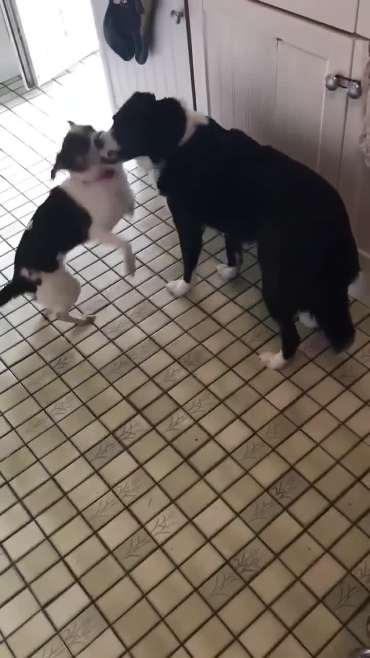 Mixed Breed dogs for adoption: Bouncy Betty - Video 1