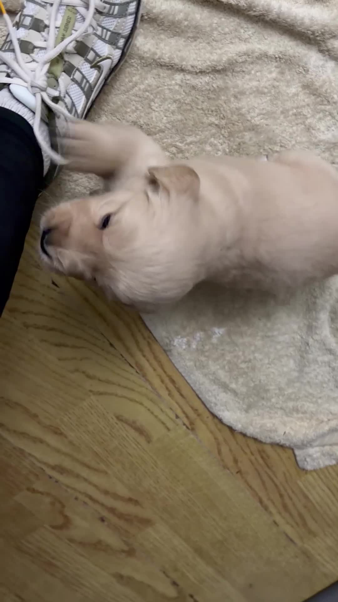 Golden Retriever dogs for sale: Golden retriever puppies for sale 🐶 - Video 1