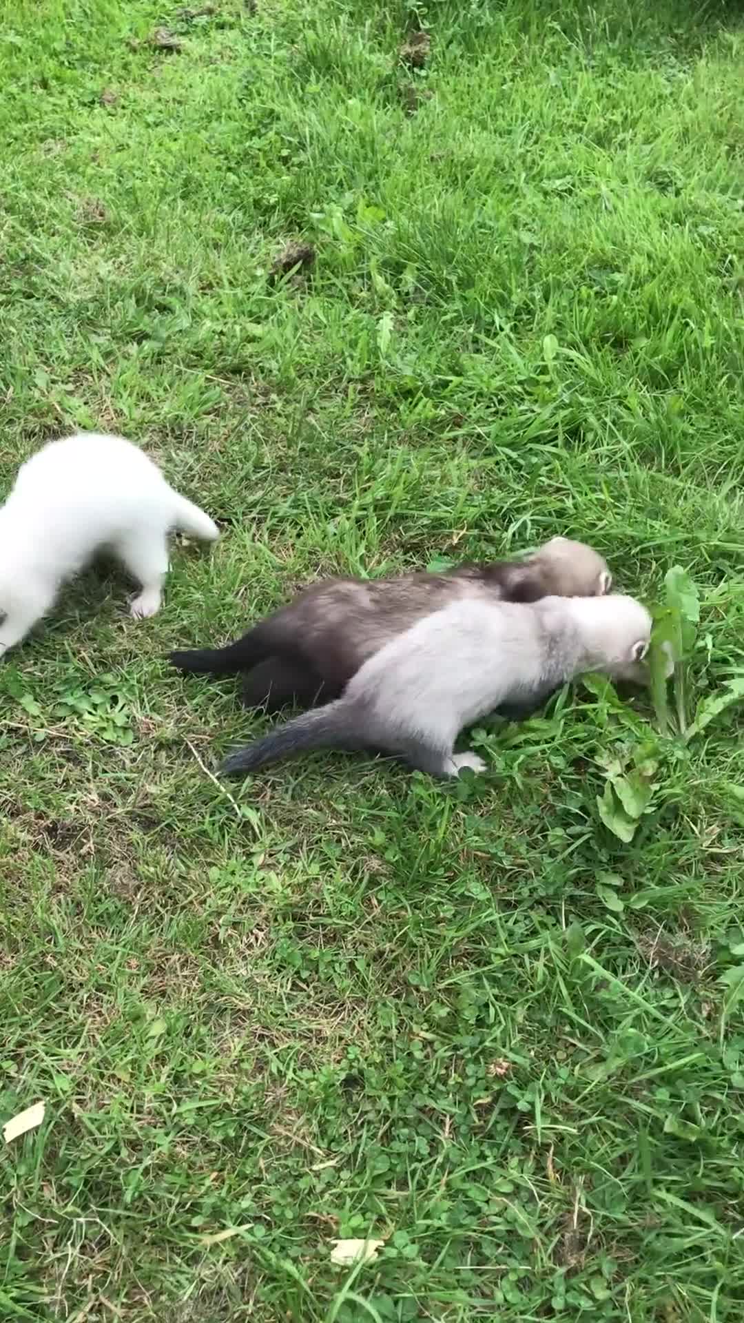 Ferret rodents for sale: FERRET KITS - Video 1