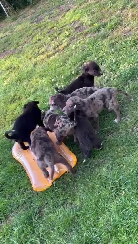 Mixed Breed dogs for sale: Lurcher x lab pups READY NOW!! - Video 1