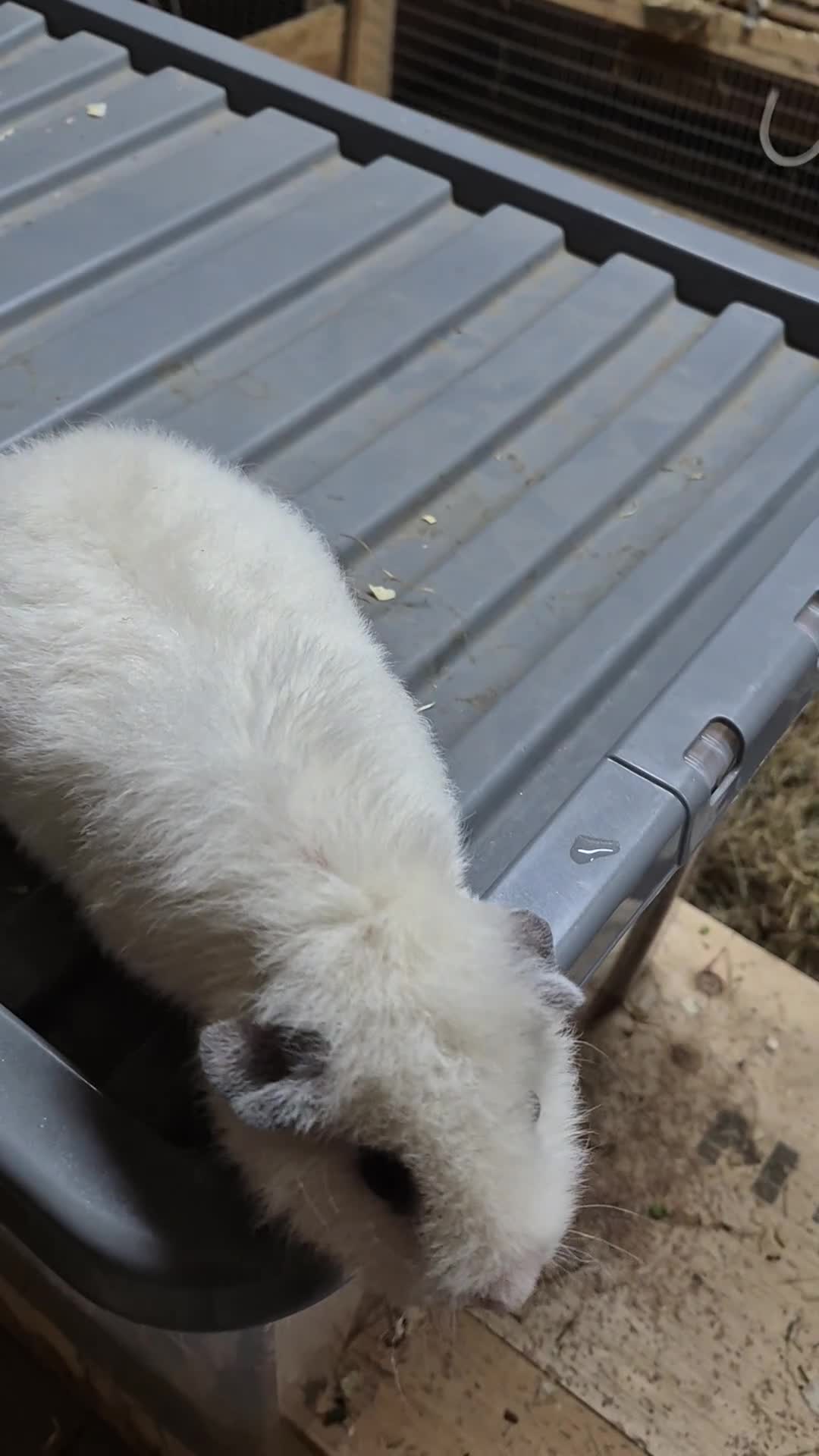 Guinea Pig rodents for sale: Teddy boys  - Video 1