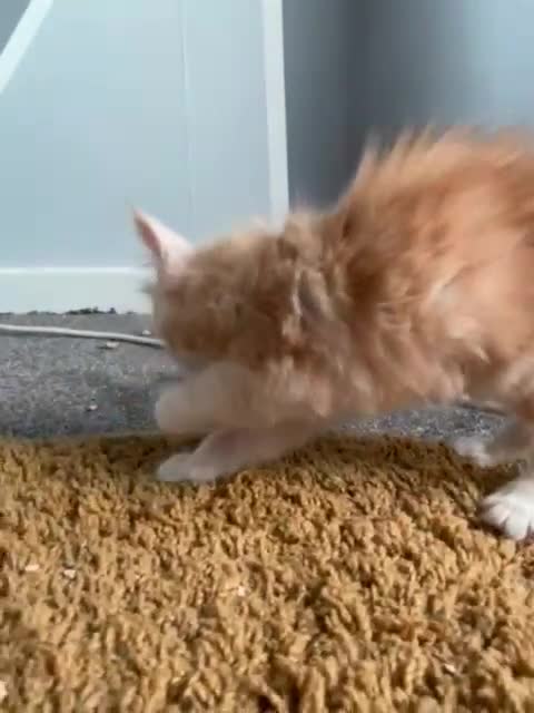 Maine Coon cats for sale: Pure Maine coons fully vaccinated and chipped  - Video 1