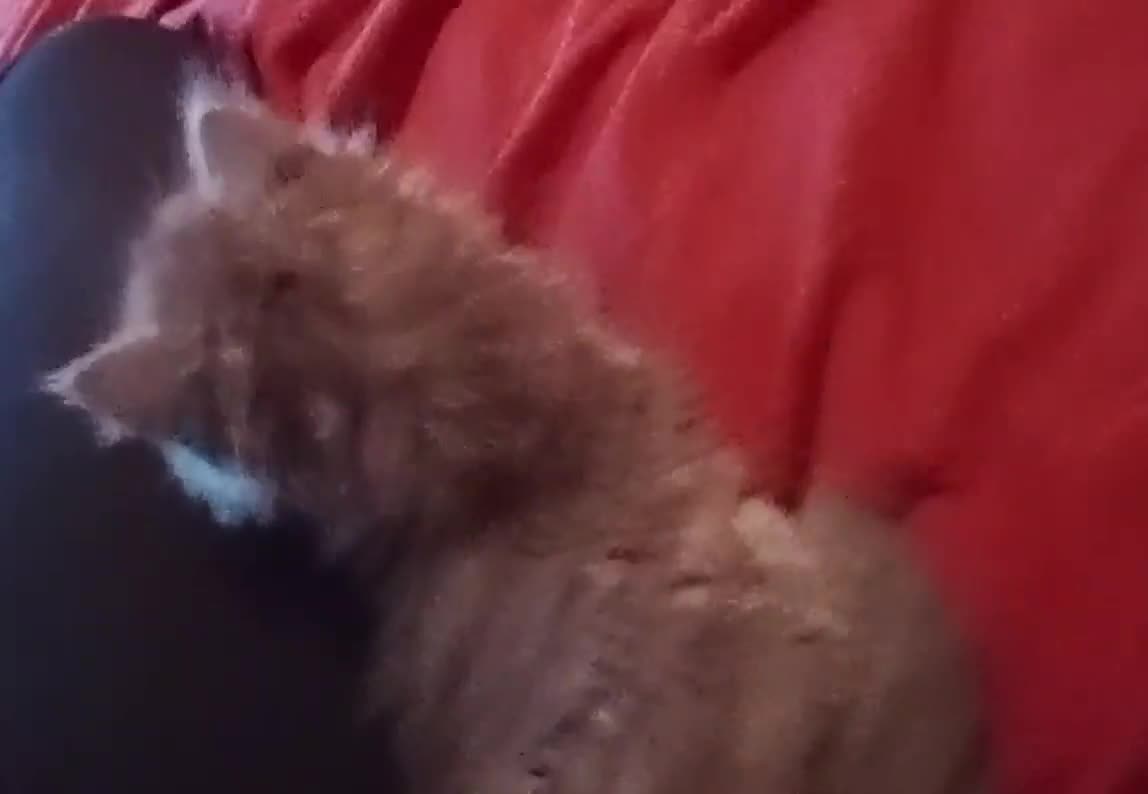 British Longhair cats for sale: BEAUTIFUL BRITISH LONGHAIR KITTENS! - Video 3