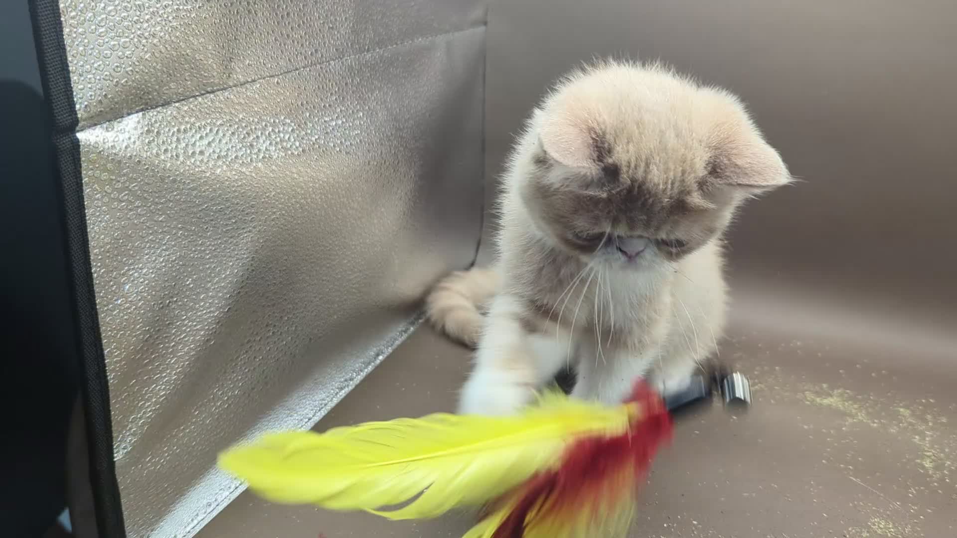 Exotic cats for sale: STUNNING EXOTIC SHORTHAIR MALE  - Video 1