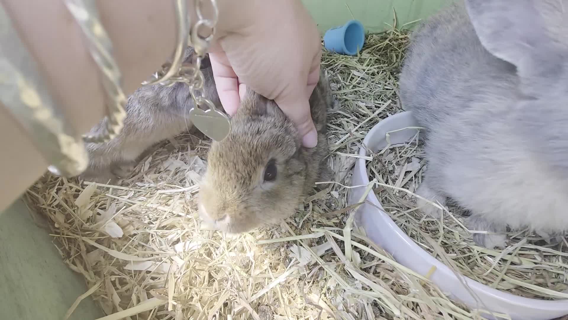 Mixed Breed rabbits for sale: Half Mini Lops  - Video 2