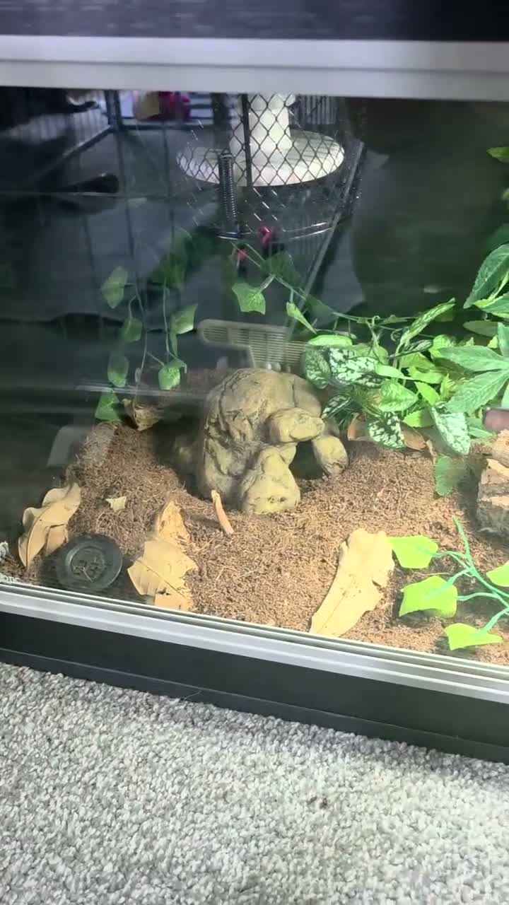 Snake reptiles for sale: 3 female 1 male  - Video 2