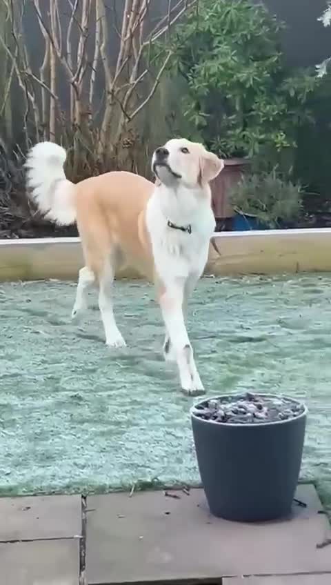 Mixed Breed dogs for sale: 💚 Lovely Lisa 💚 - Video 2