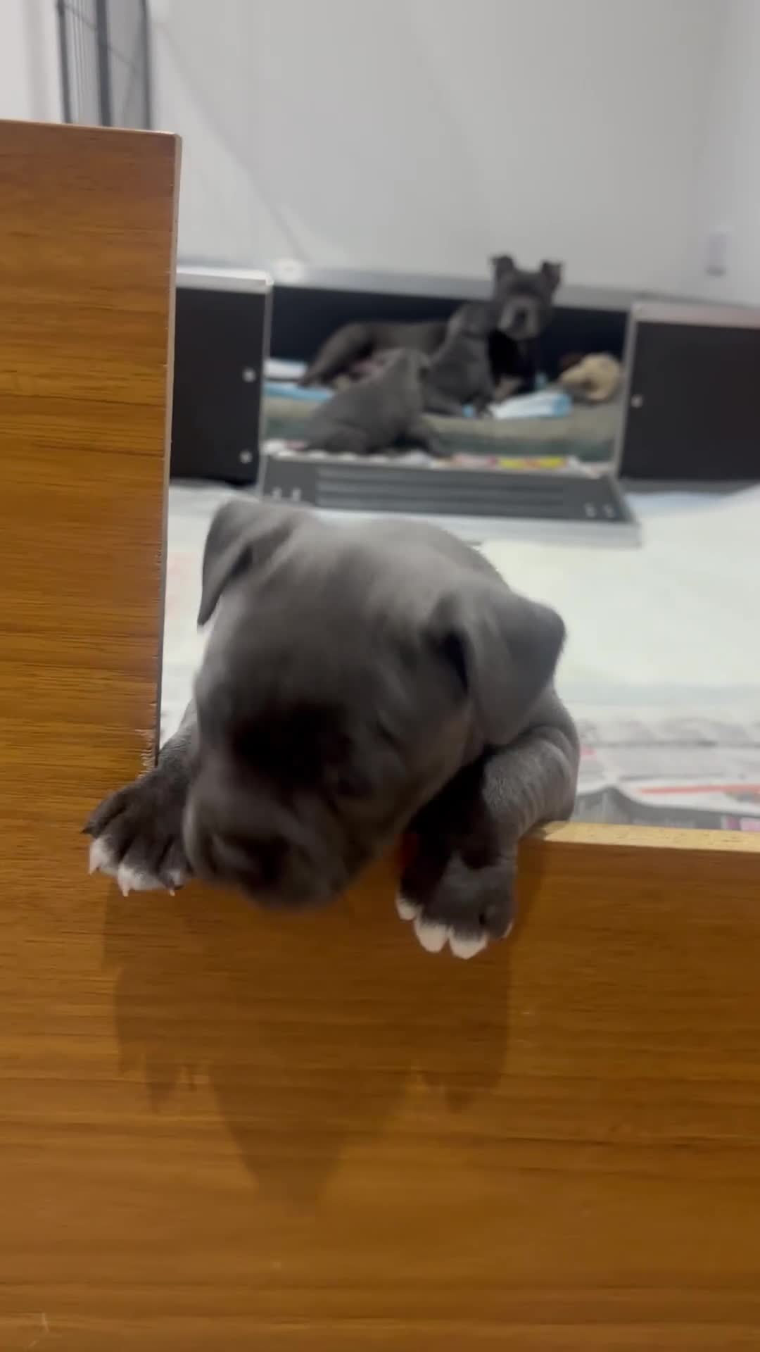 Staffordshire Bull Terrier dogs for sale: Gorgeous blue staffy bitch available in Cheltenham - Video 1