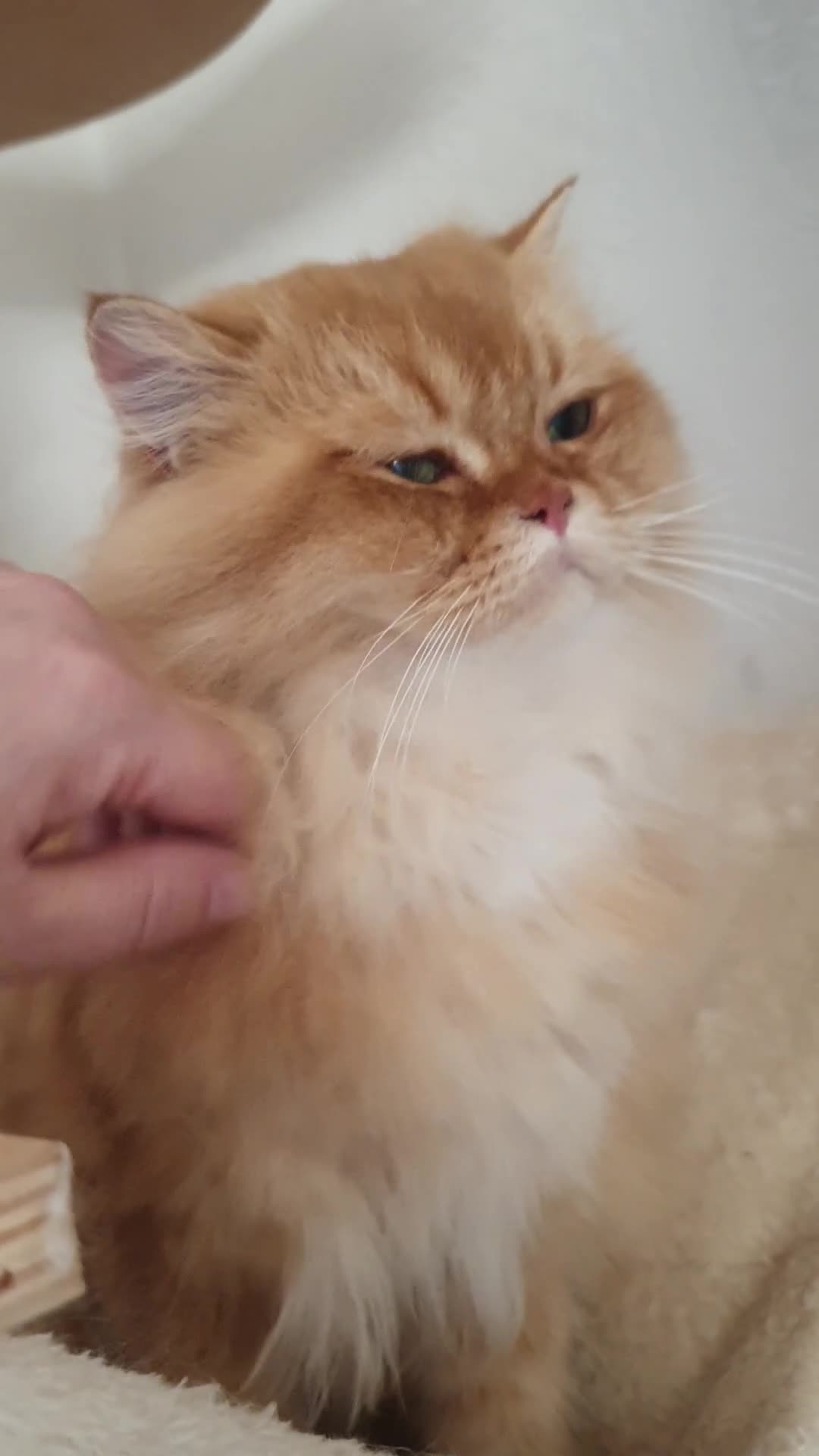 British Longhair cats for sale: Last Cinnamon Golden Shaded boy - Video 2
