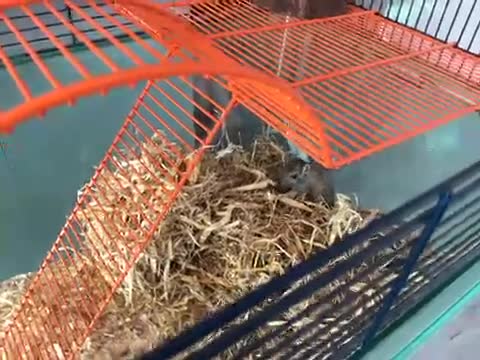 Gerbil rodents for sale: Female gerbil and cage for sale - Video 1