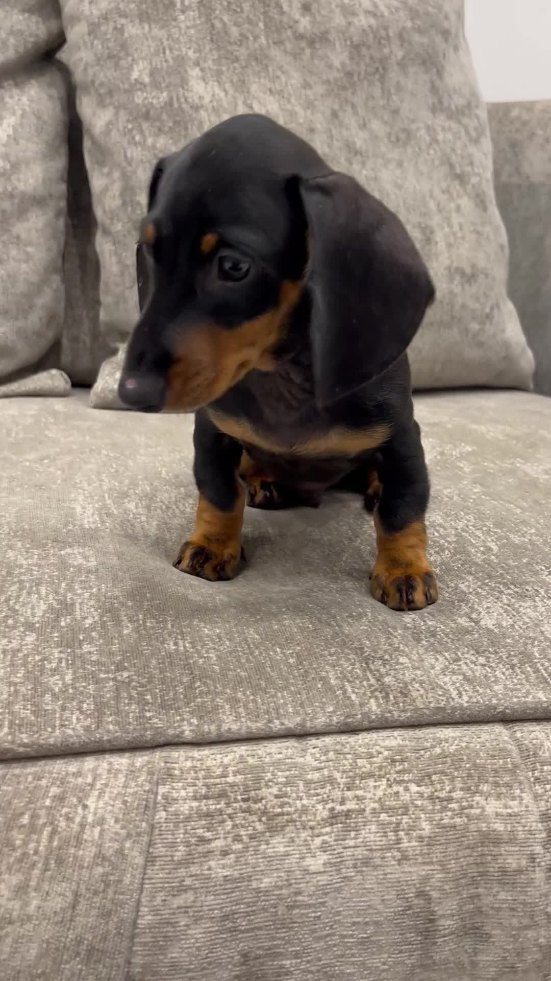 Miniature Dachshund dogs for sale: Beyond Exclusive Luxury Pink  - Video 3