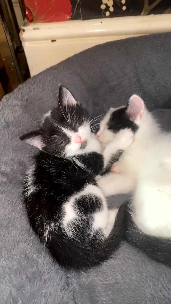 Mixed Breed cats for sale: Four beautiful kittens ready to go to a great home - Video 3