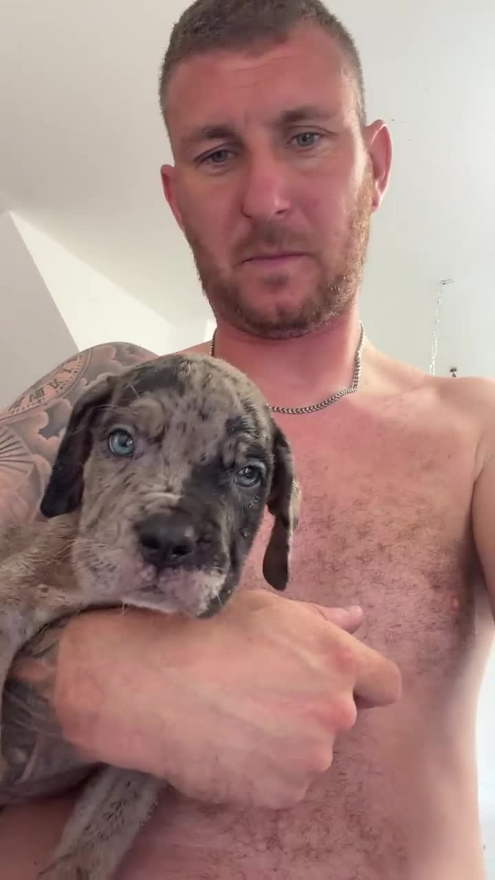 Cane Corso dogs for sale: 🐾 Cane corso litter with distinctive colours 🐾  in Plymouth - Video 2