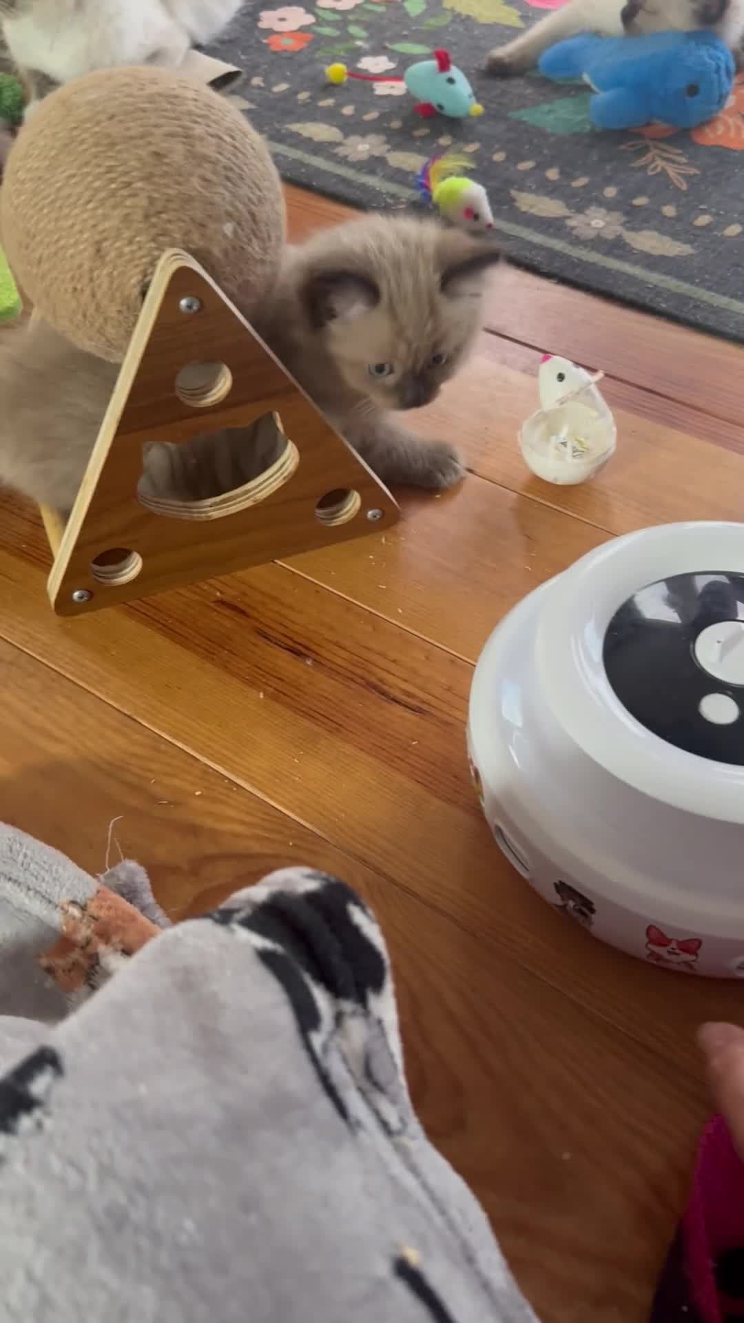 Ragdoll cats for sale: 2 boys for £700 (one from my other advert) - Video 1