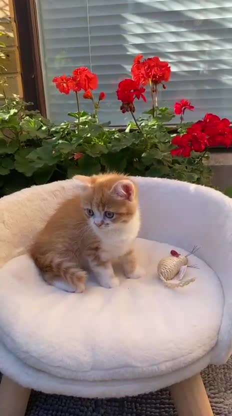 Scottish Fold cats for sale: LICENSED CATTERY, PURE BREED TOP QUALITY KITTENS - Video 5