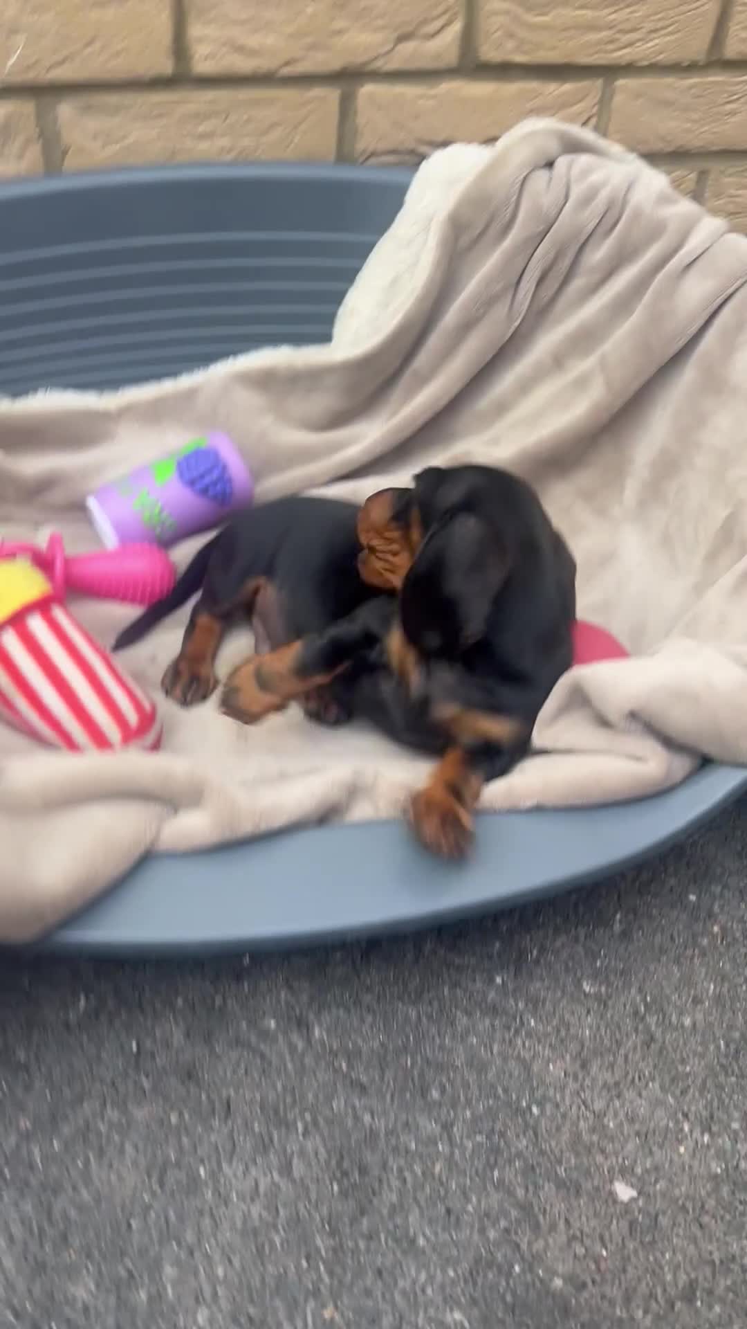 Dachshund dogs for sale: Beautiful Dachshund puppy  - Video 2