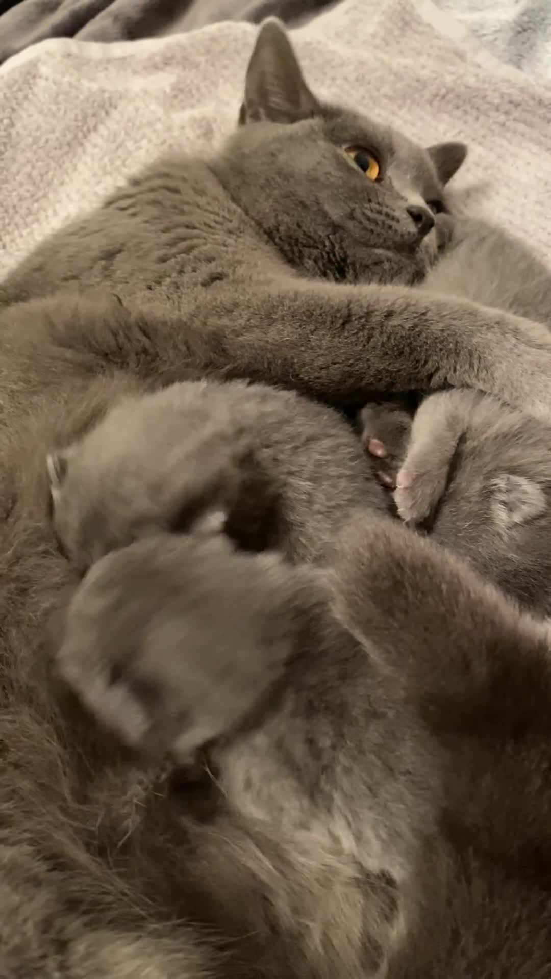 British Shorthair cats for sale: Gorgeous Pedigree British Blue Kittens - Video 5