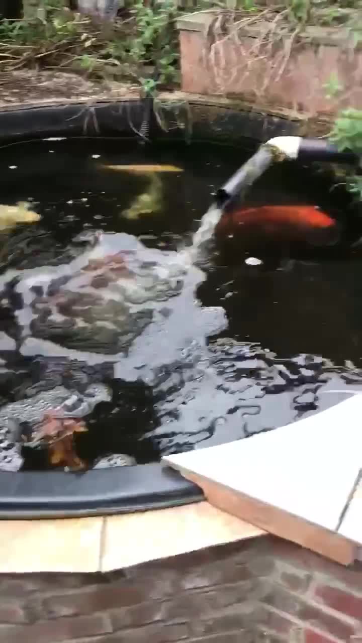 Koi Carp fish for sale: Complete koy set up- bereavement.All sizes colours - Video 2