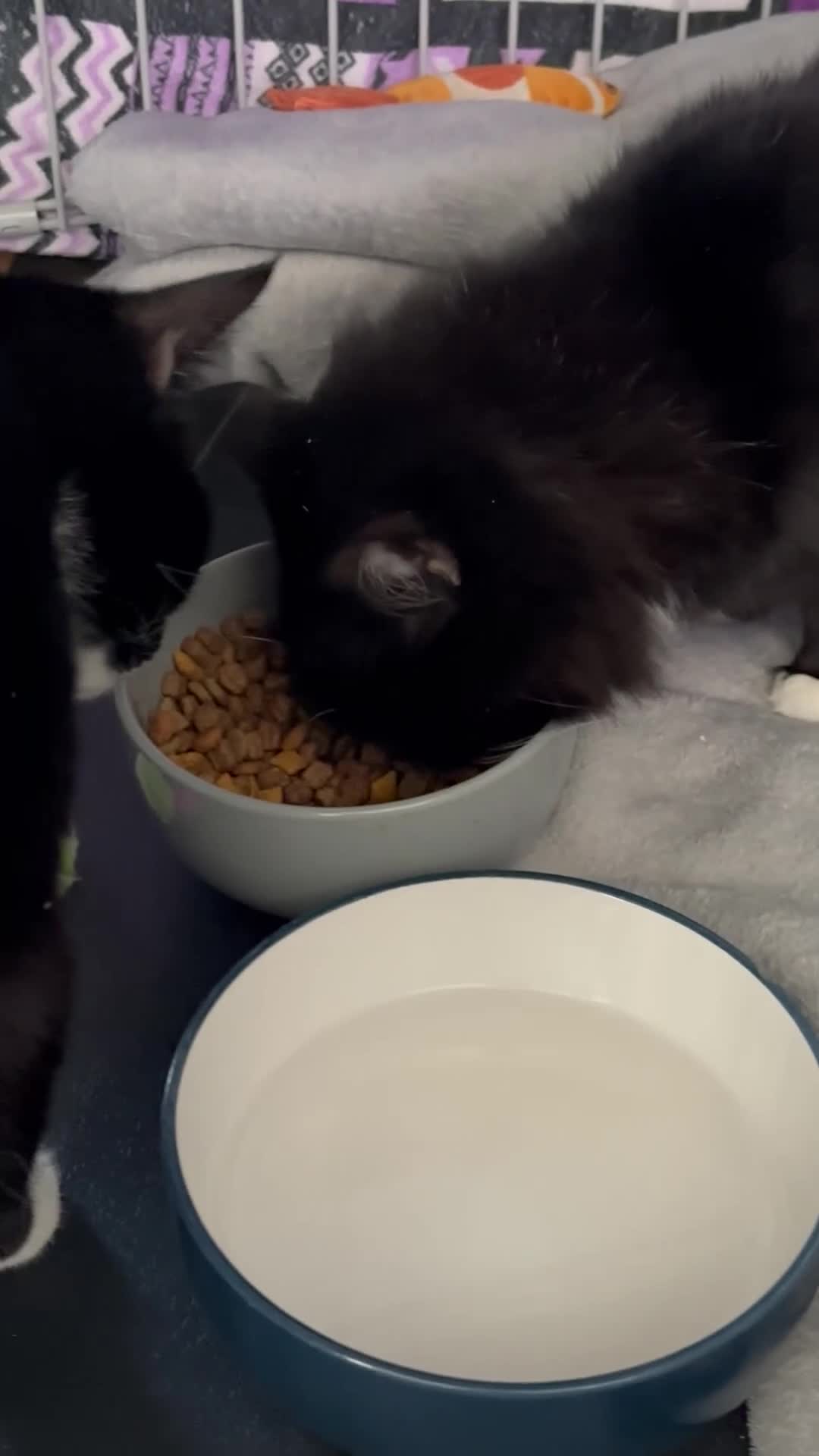 Domestic Shorthair cats for adoption: Adopt from Cats in Crisis East London  - Video 1