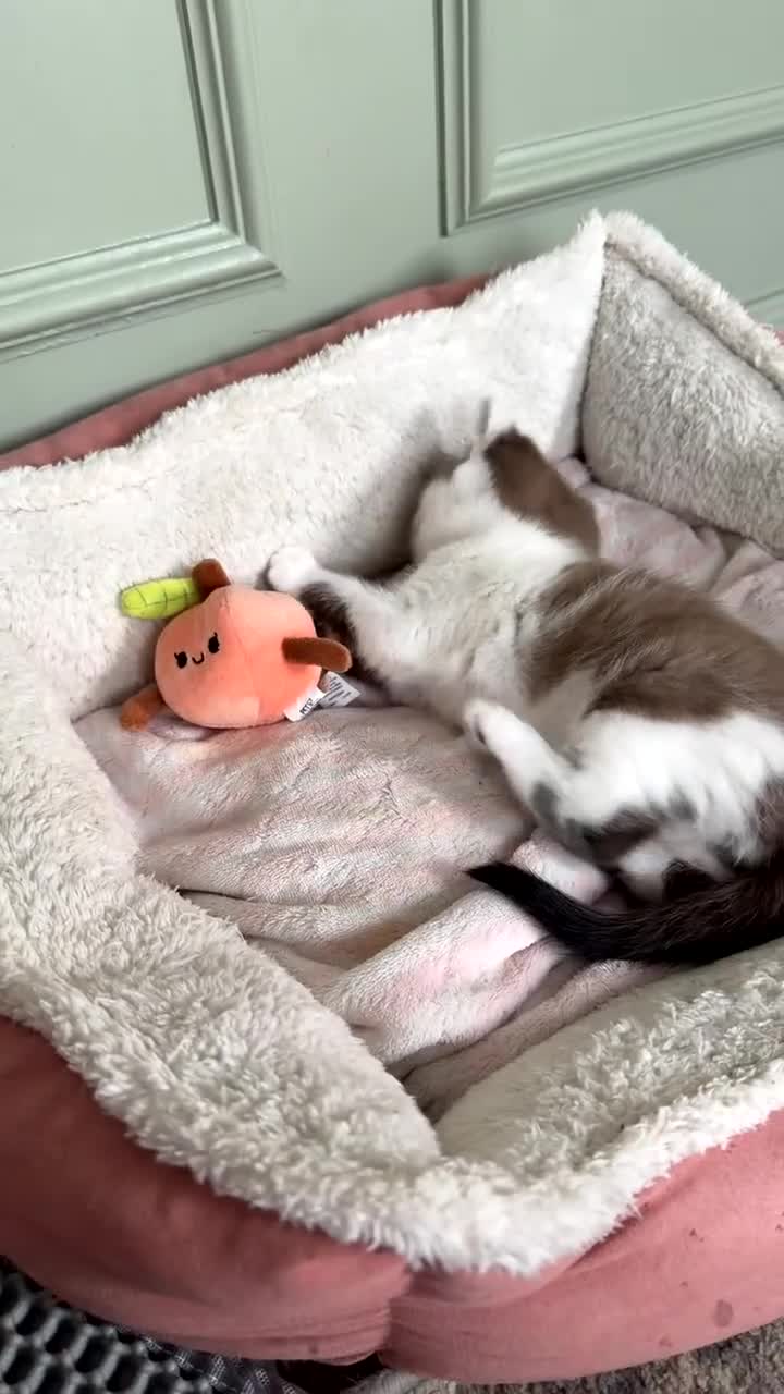 Ragdoll cats for sale: female Ragdoll, ready to go June 26th June - Video 1