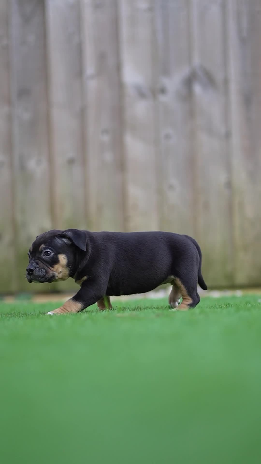 American Bully dogs for sale: Pocket Bully Puppies - Video 3