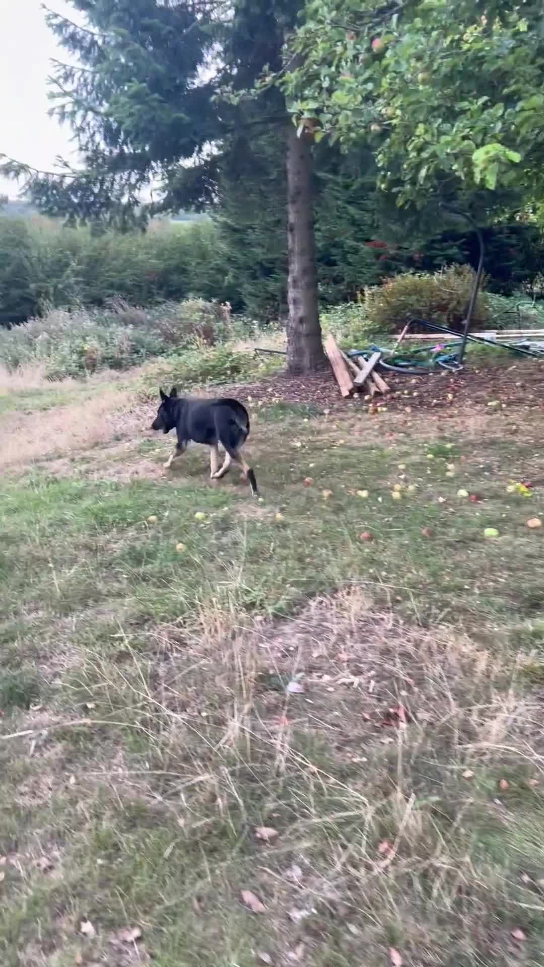 German Shepherd dogs for sale: Gadar - Video 1