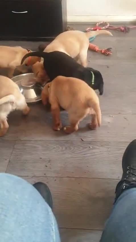 Mixed Breed dogs for sale: Beautiful Labrador x Lab-Pointer Puppies - Video 1