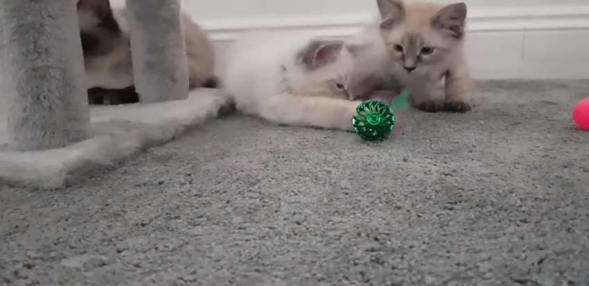 Siberian cats for sale: Beautiful Neva Masquerade kittens - Video 2