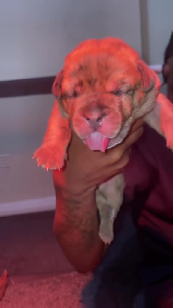 Mixed Breed dogs for sale: Cane corso x catahoula x bulldog mixbreed - Video 1