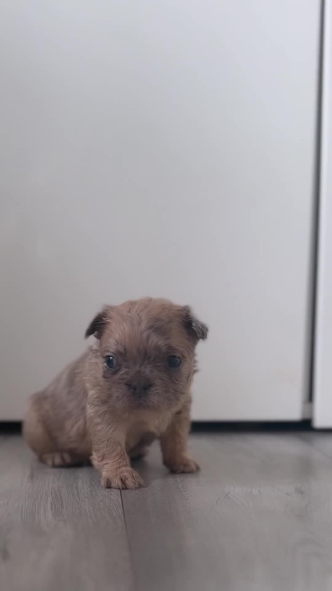 French Bulldog dogs for sale: Stunning French bulldog puppies  - Video 2