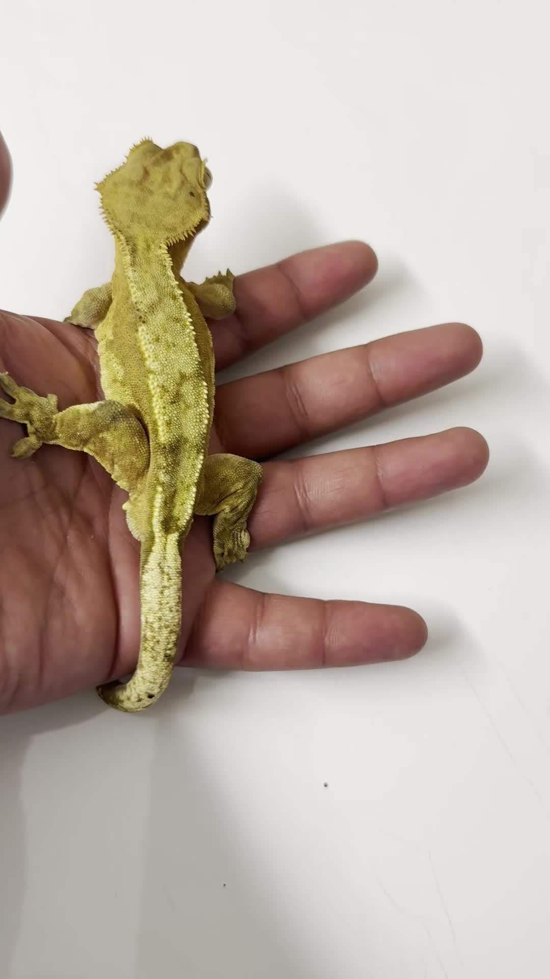 Gecko reptiles for sale: Super friendly crested gecko & vivarium - Video 2