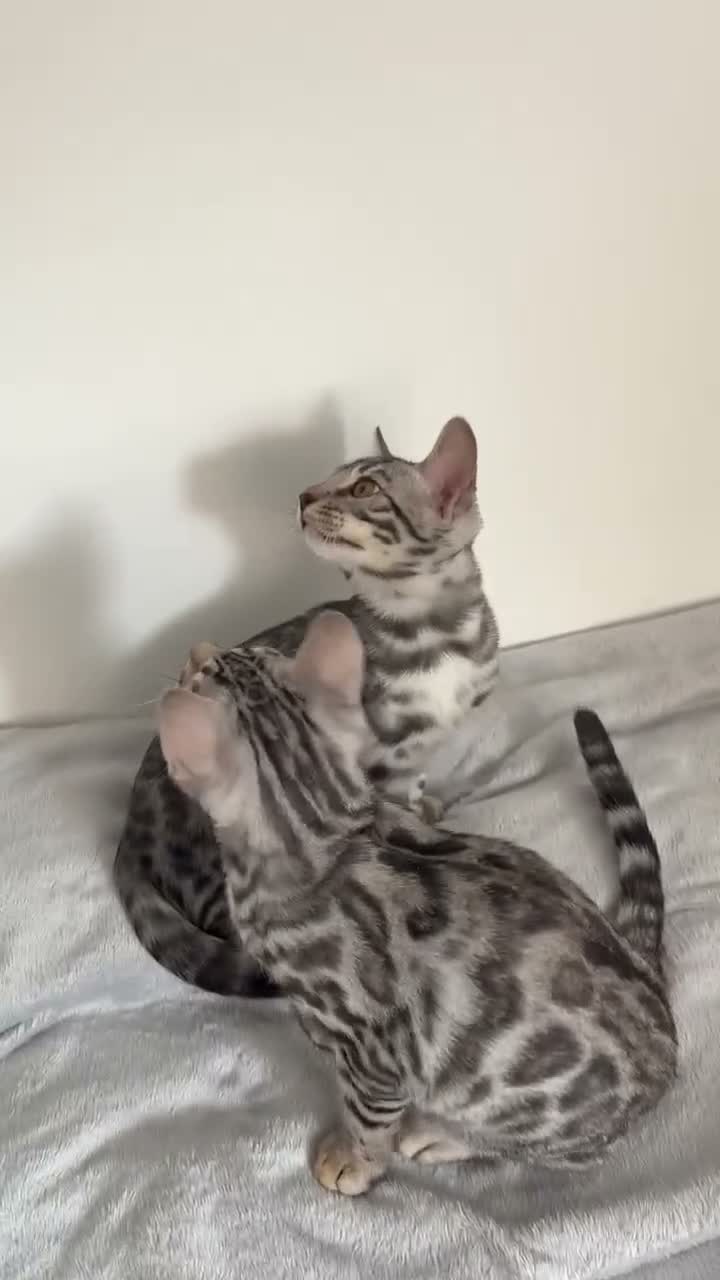 Bengal cats for sale: 2 TICA registered active BOYS - Video 1