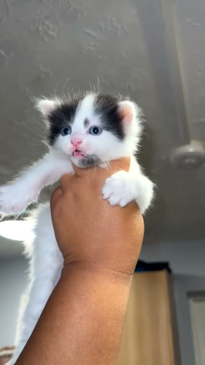 Mixed Breed cats for sale: Black and white kittens in Chatham - Video 2