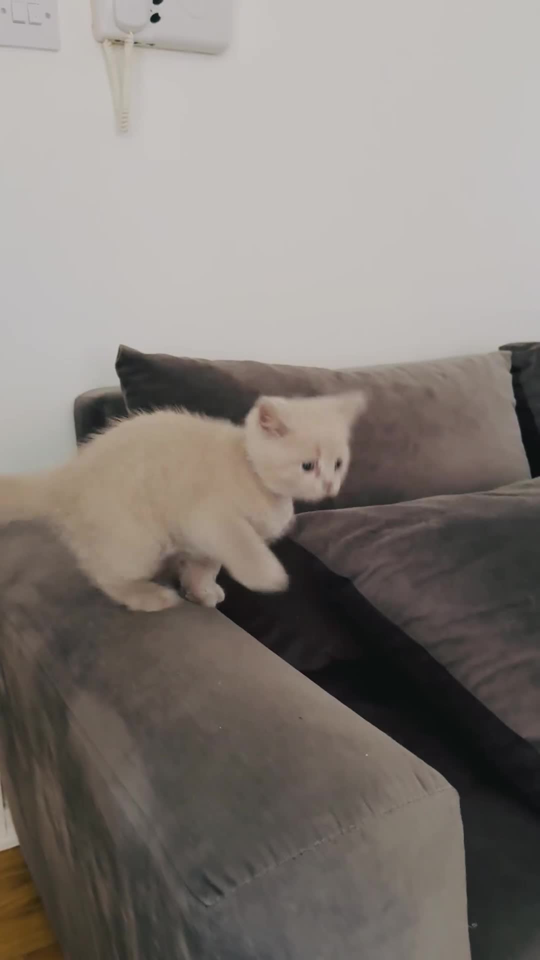 Scottish Fold cats for sale: Scottish straight - Video 3