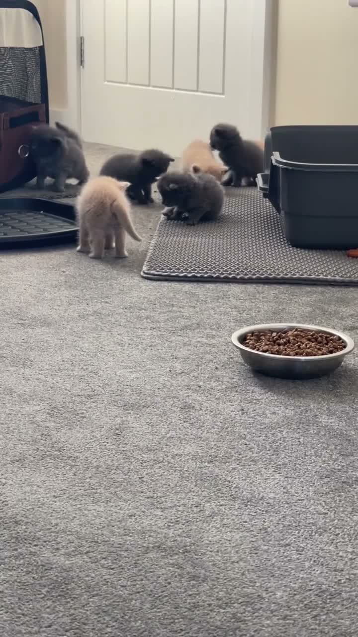 Mixed Breed cats for sale: Cream / Grey kittens - Video 1